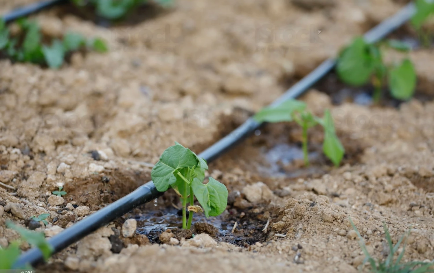 капельный-полив-Аквамен